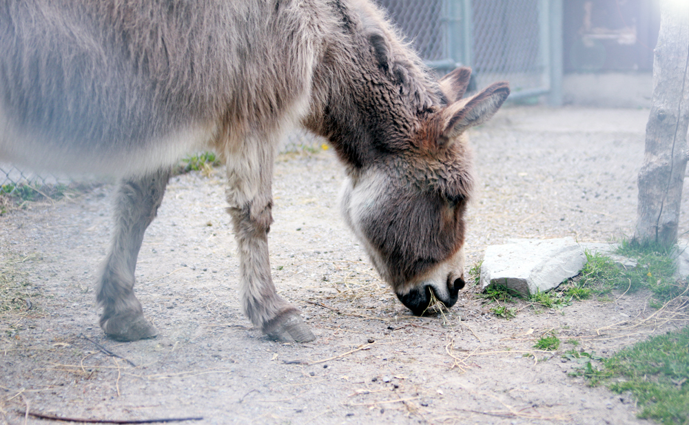 donkey in peterborough zoo